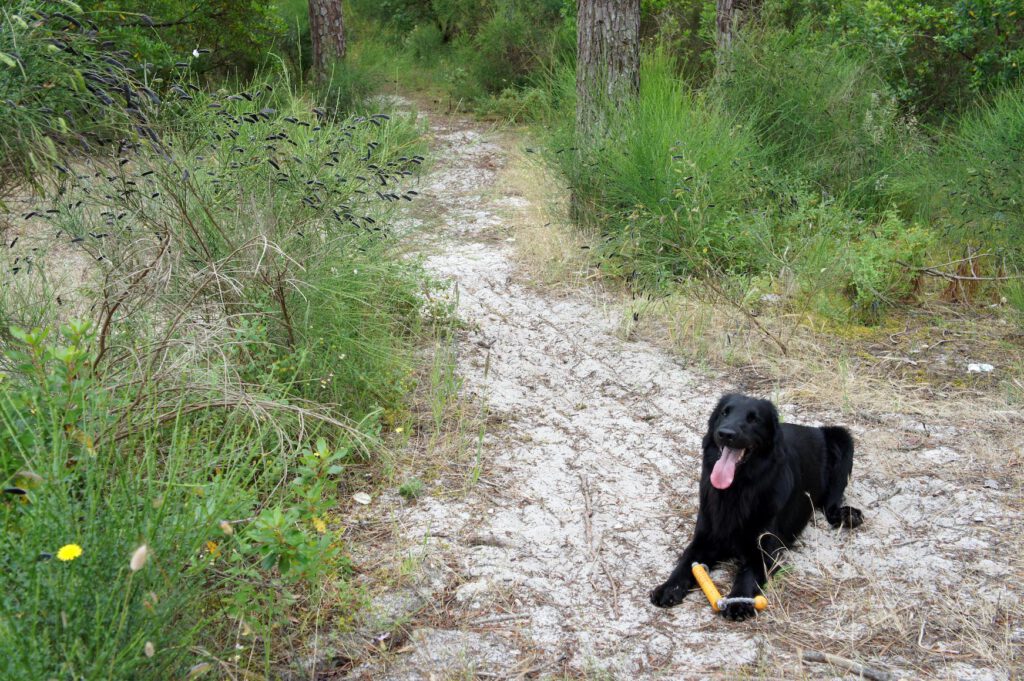 Flat-coated retriever Anouk liegt auf einem Waldweg mit seinem Spielzeug