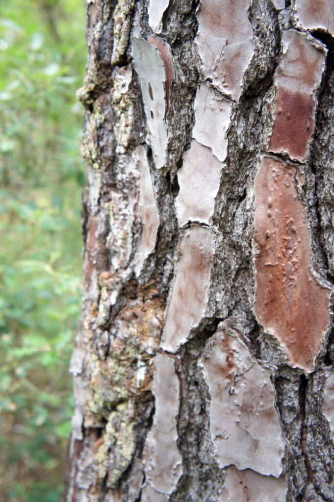 Detail eines Baumstamms