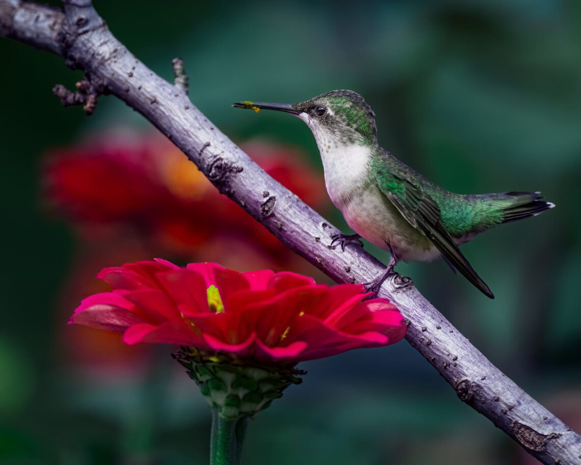tiny hummingbird sitting on twig of tree near blooming zinnia flowers