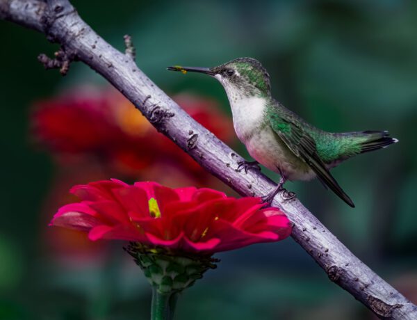 tiny hummingbird sitting on twig of tree near blooming zinnia flowers
